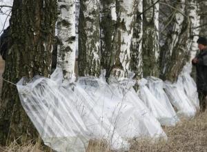 Birch sap - bark, harm, vidobutok and saving birch sap